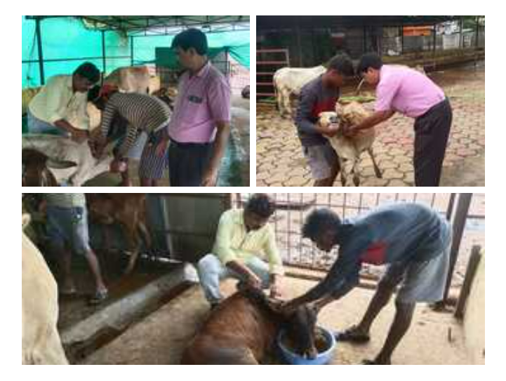 लंपी बीमारी से बचाव हेतु नगर निगम रायपुर ने शुरू किया गौ-टीकाकरण अभियान