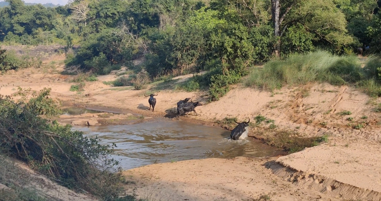 इंद्रावती टाइगर रिजर्व में दिखा वन भैंसों का झुंड