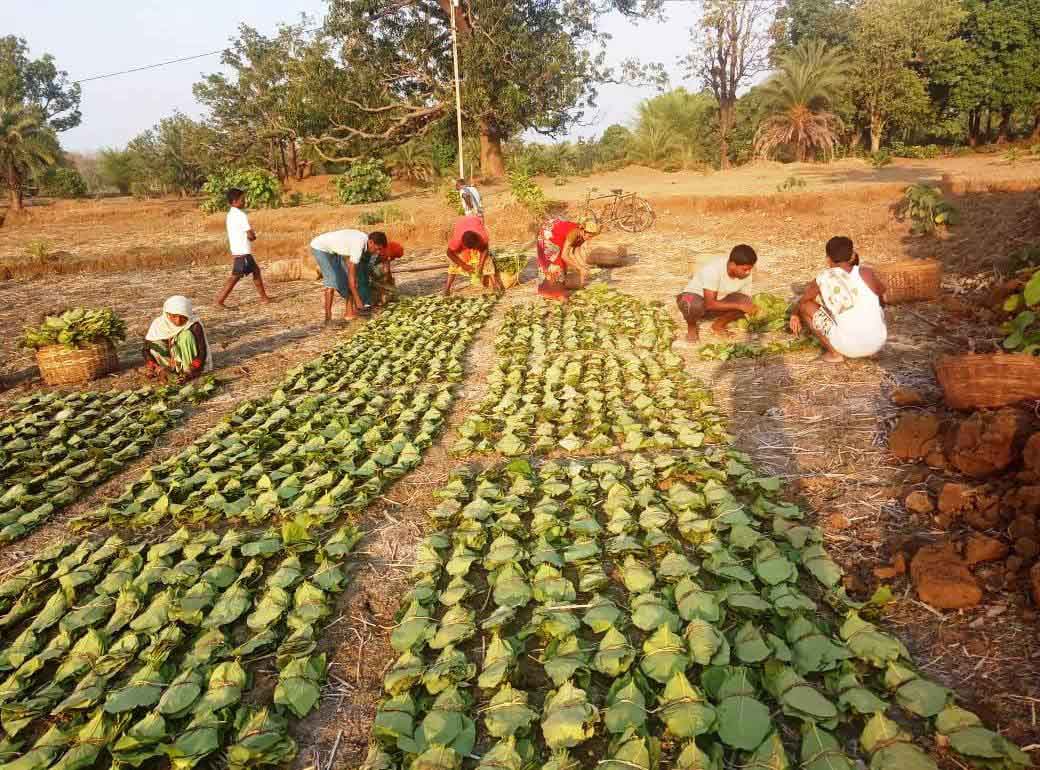 विश्व आदिवासी दिवस: वन विभाग द्वारा 500 करोड़ रूपए का होगा वितरण